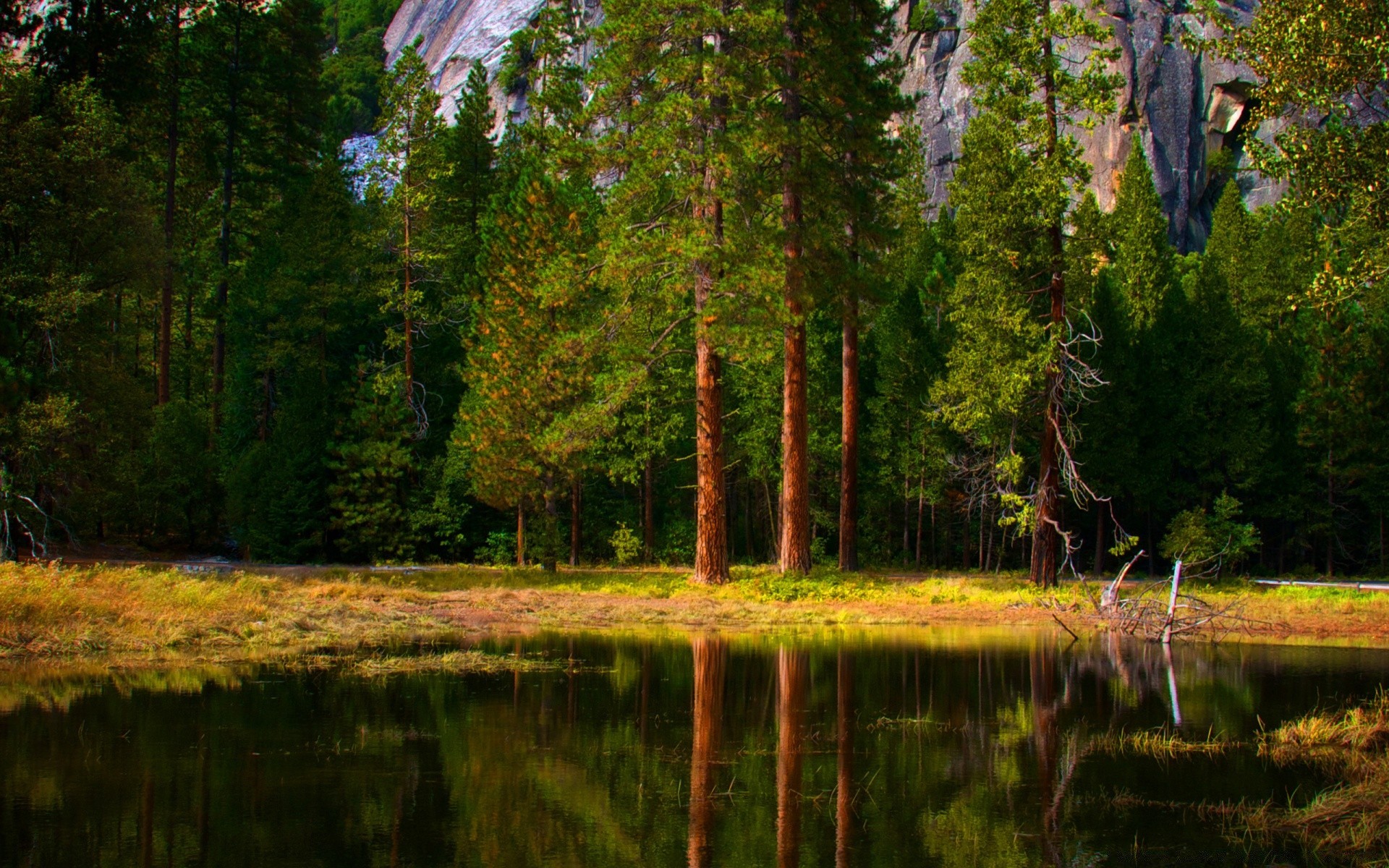 forest tree nature landscape wood outdoors water lake fall leaf park river scenic fair weather