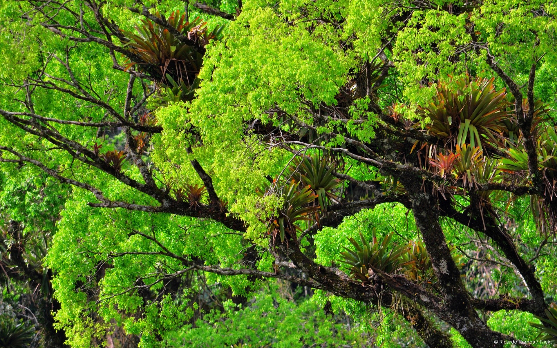 bosque naturaleza árbol hoja flora madera parque medio ambiente crecimiento al aire libre verano paisaje temporada rama jardín exuberante arbusto buen tiempo