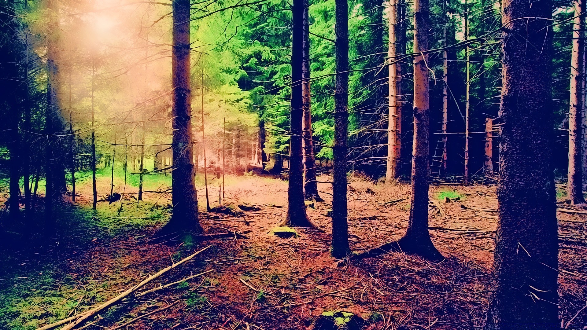 wald holz holz natur herbst blatt landschaft im freien licht park umwelt saison dämmerung landschaftlich gutes wetter reisen reiseführer flora zweig