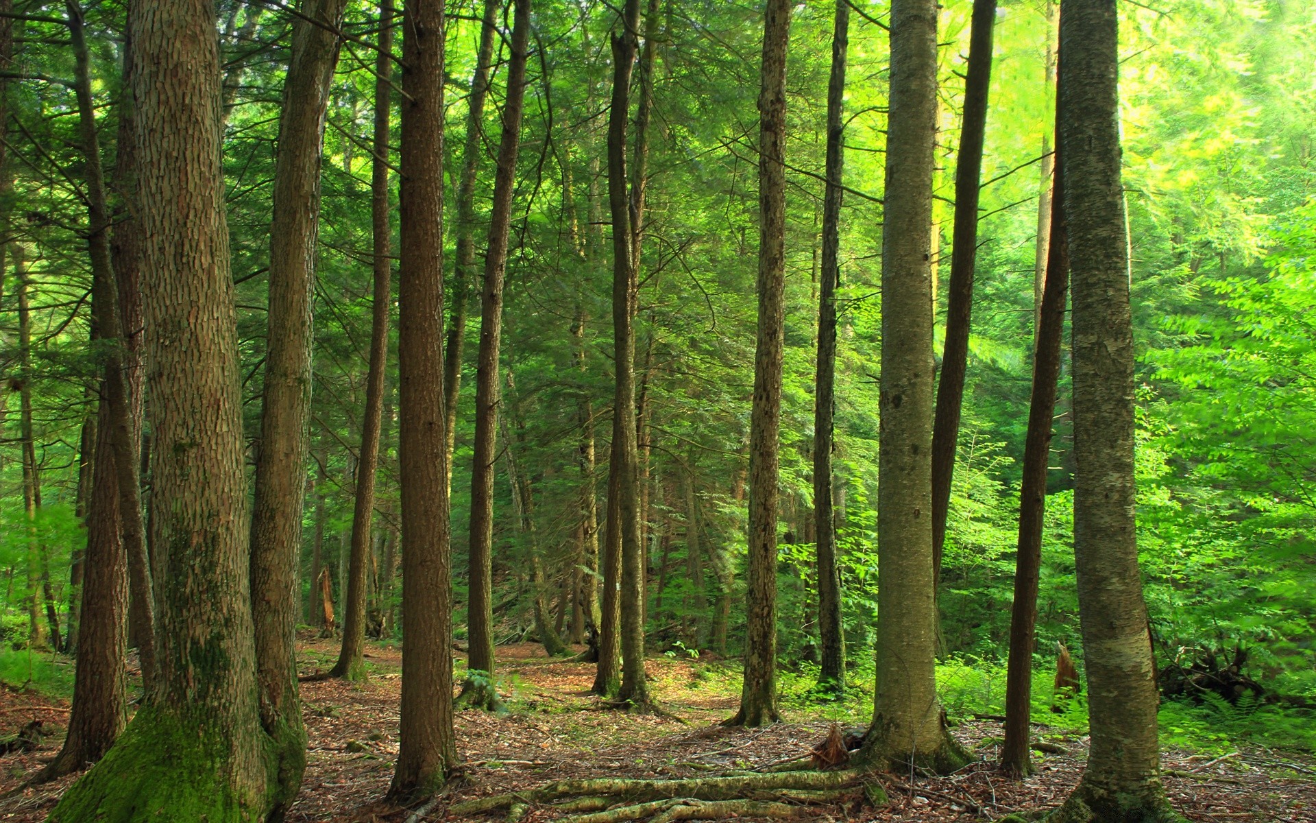 bosque madera árbol naturaleza paisaje hoja buen tiempo amanecer al aire libre sol medio ambiente tronco exuberante crecimiento sunbim niebla parque niebla luz del día escénico