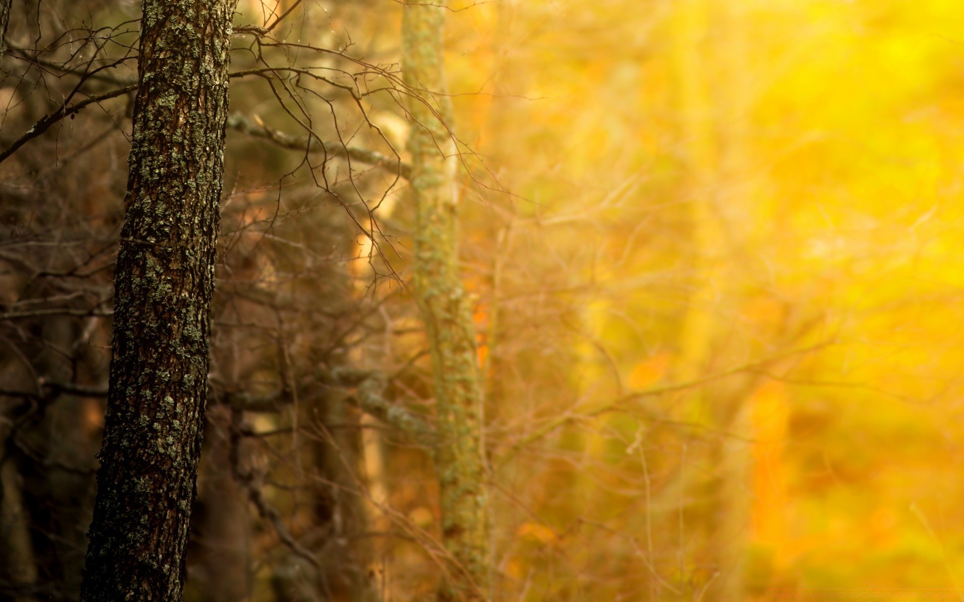 forest fall tree nature wood season leaf outdoors landscape dawn desktop park light environment branch winter gold color flora fair weather