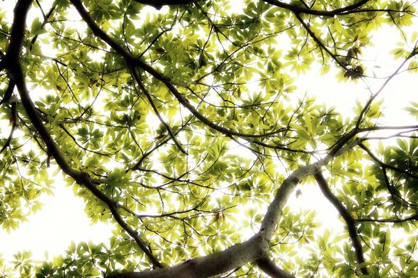 O céu através de muitas folhas verdes