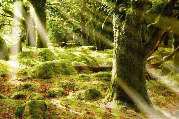 Sonnenstrahlen, die auf den grünen Wald fallen