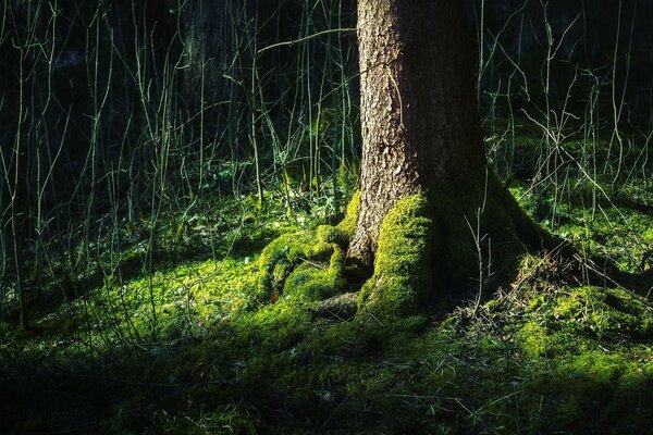 Waldlandschaft am Fuße eines Baumes