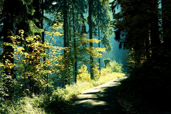 Paesaggio di alberi nella foresta