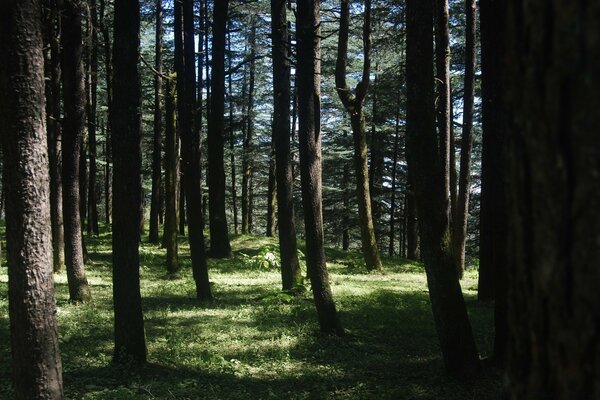 Pine Forest on a summer day