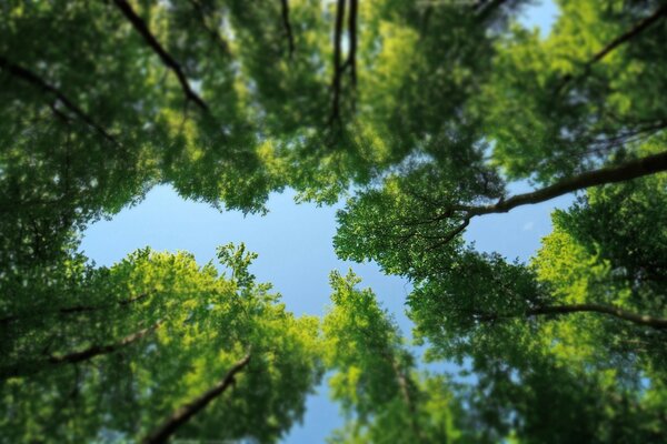 Copas de los árboles contra el cielo