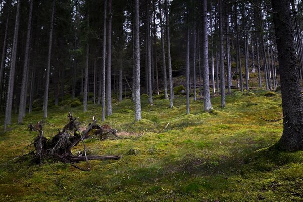 A mysterious forest waiting for a witch