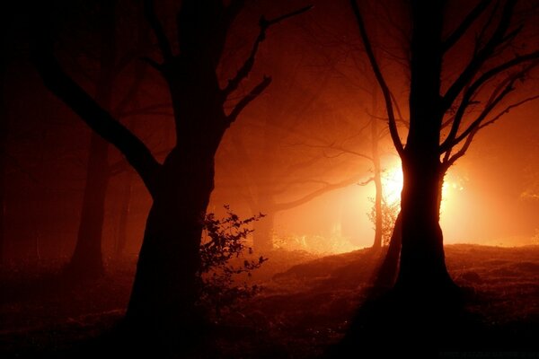 Dark forest with unusual lighting