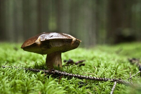 A single mushroom on the edge