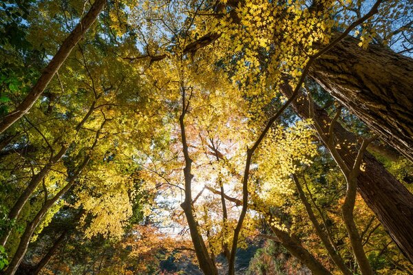 Autumn forest full of trees