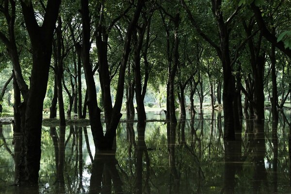 Bäume werfen Schatten über einen Waldfluss