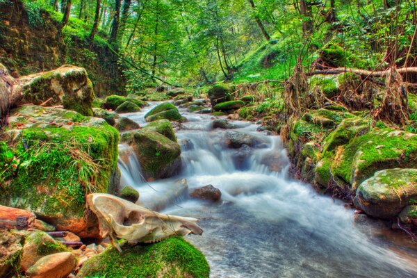 El flujo de un manantial tormentoso en el bosque