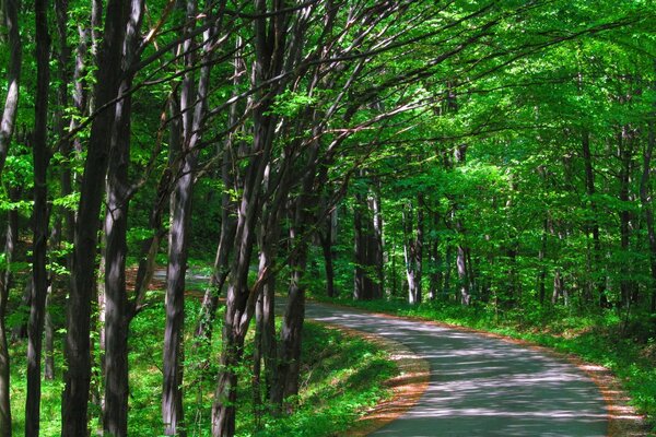 Ein Wanderweg durch den Wald