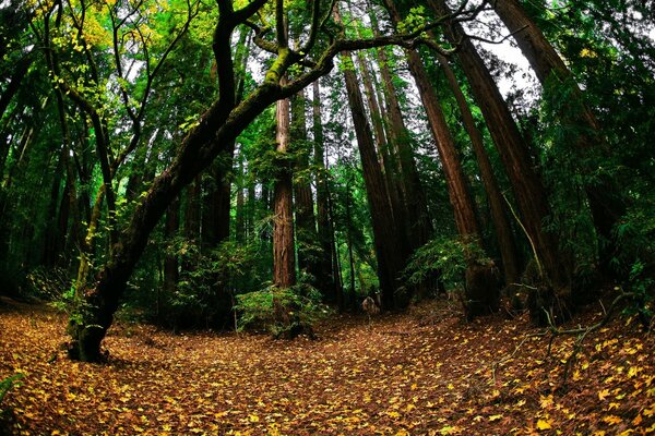 El bosque y el agua en este mundo