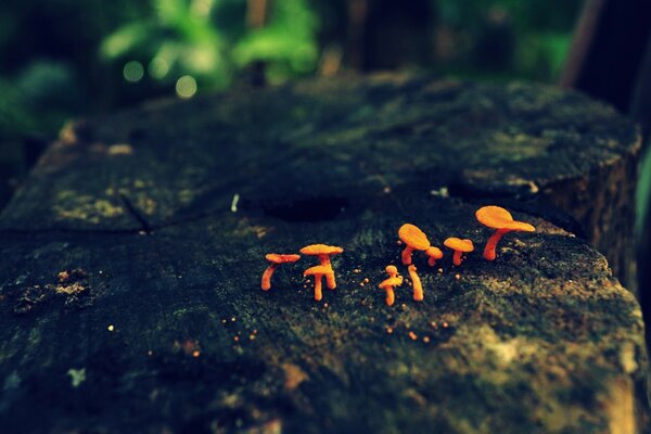 Red mushrooms on a tree