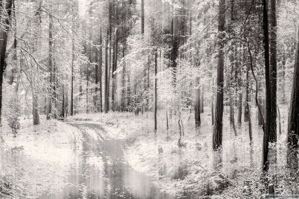 Paisaje de bosque con carretera. Imagen en blanco y negro