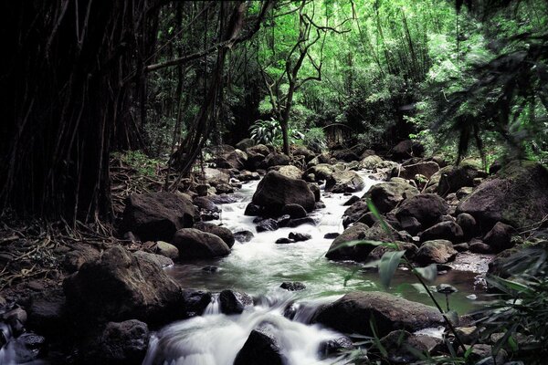 Riacho de montanha na floresta entre as pedras