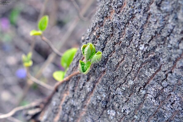 Young shoots of a large tree