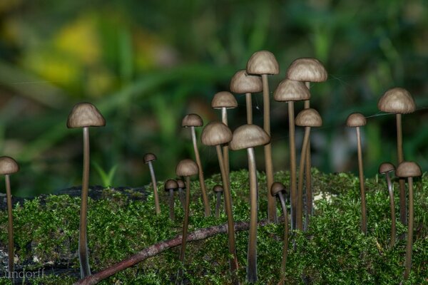 Pequeños hongos en el musgo