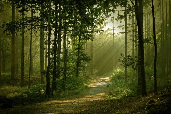 Il y a beaucoup d arbres dans la forêt brumeuse