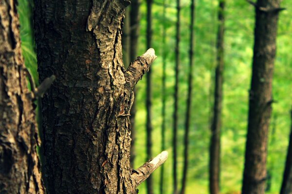 Thick bark of old trees in the forest