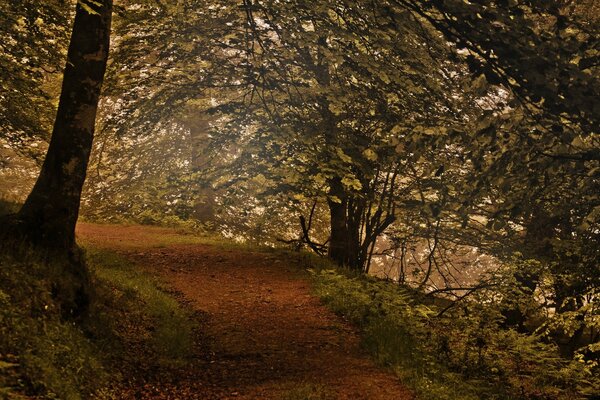 A path in a dense forest