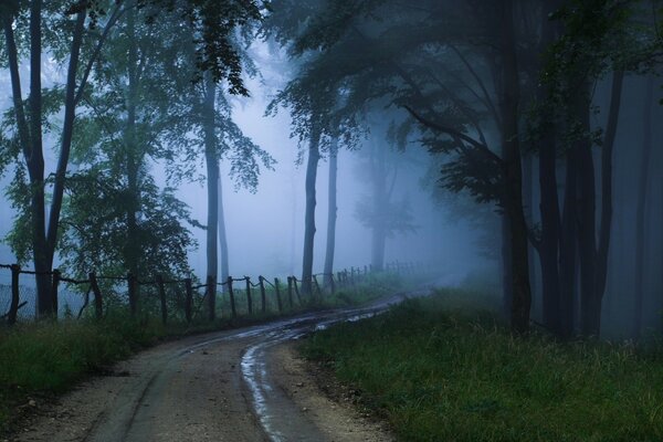 Der Weg in den Wald im Nebel