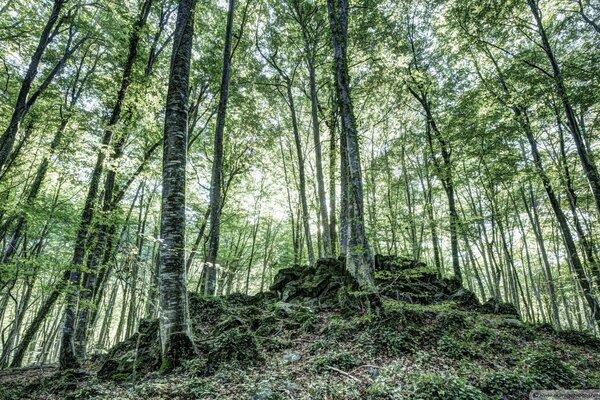 Trees and moss. The kingdom of green. Forest landscape