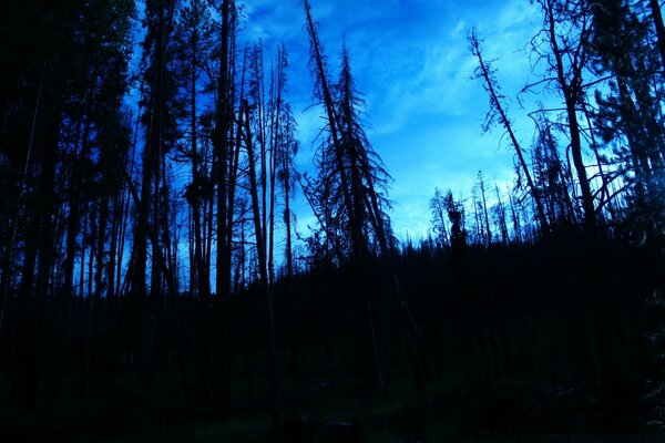 Schwarzer düsterer Wald am blauen Himmel