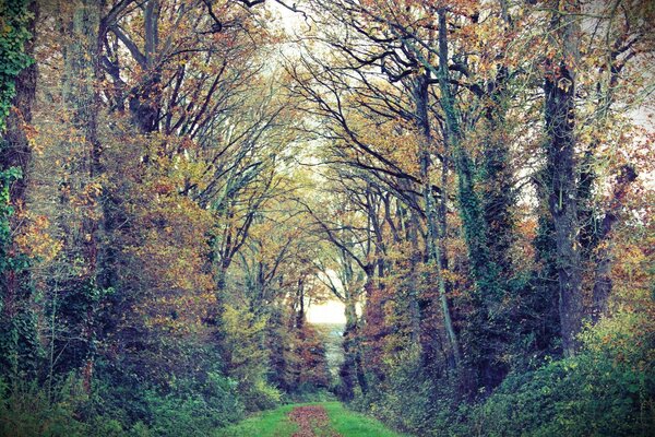 Die verblassende Schönheit des Herbstwaldes