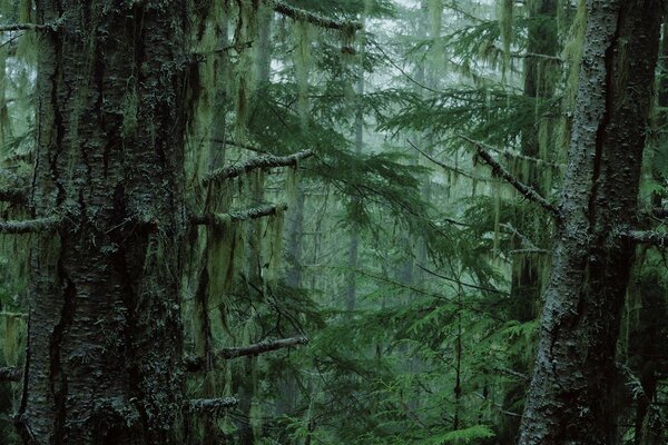 Mysterious coniferous forest