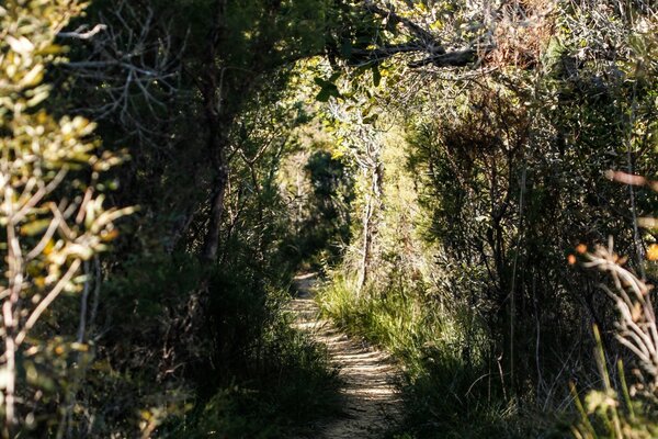 Sentier partant dans la nature sauvage