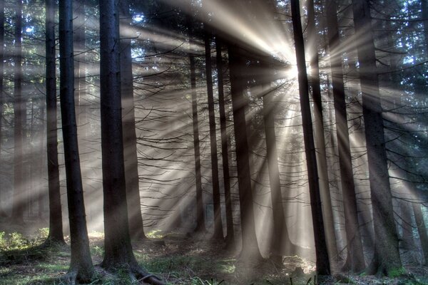 Os raios do sol atravessam as árvores