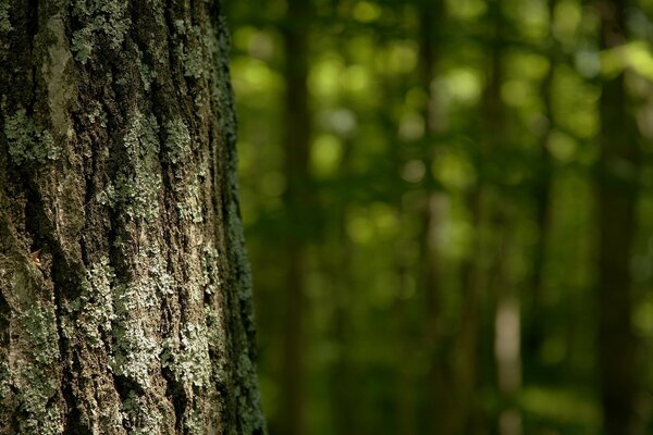 Mousse sauvage sur l écorce d un arbre