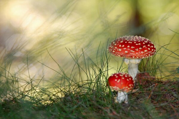 Na floresta cogumelos vermelhos sob a grama