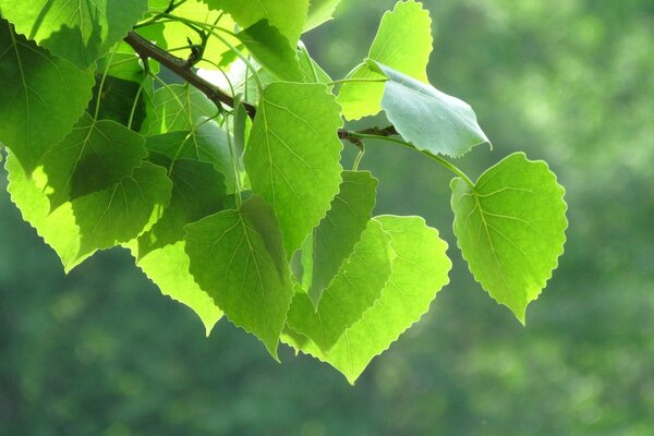 Foglie di betulla verde