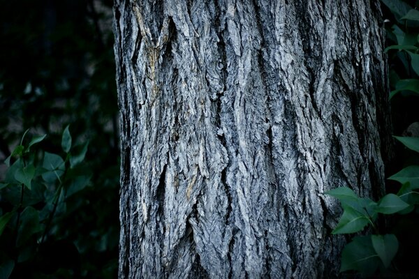 Tree trunk and emerald foliage