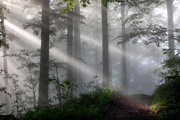 Le silence envoûtant de la forêt brumeuse