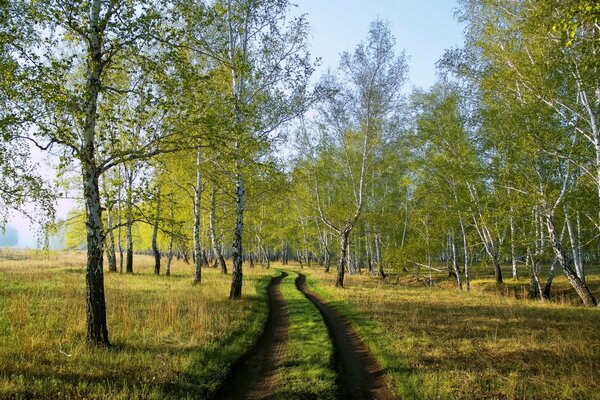 Bosquet de bouleaux avec une longue route de village