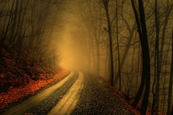 A foggy road in the forest. Mysterious journey