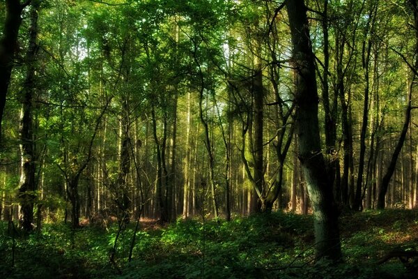 Beautiful forest in the rays of the sun