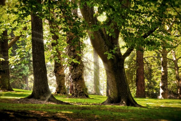 Alberi nella foresta del sole del mattino