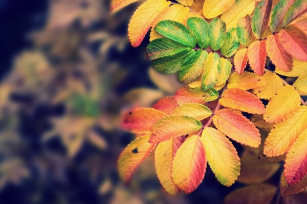 Helles Herbstfeuer der Ebereschen