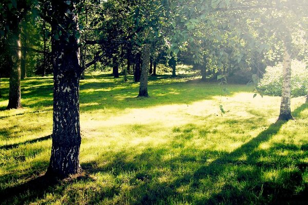 Clairière ensoleillée et troncs d arbres noirs