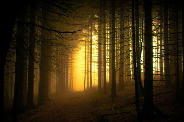 Dark forest at sunset