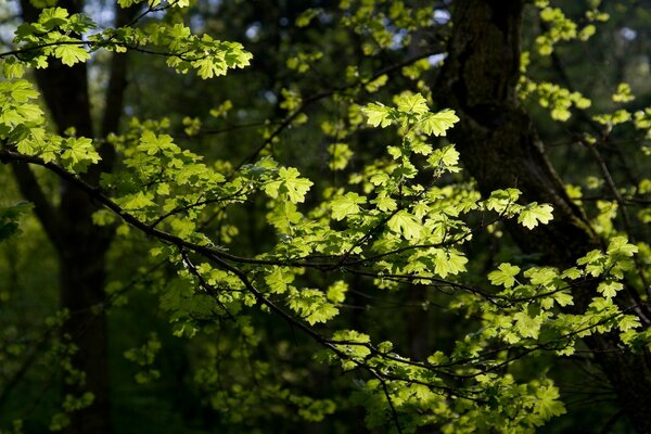 Fogliame primaverile alla luce