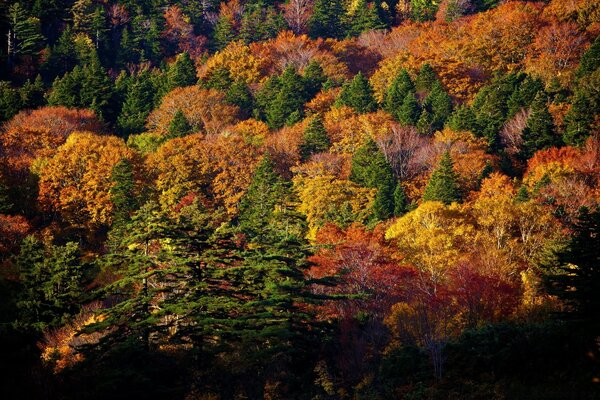 Multicolored crimson golden autumn forest