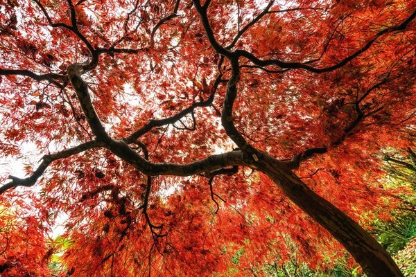 Ein Herbstbaum in einem der Parks