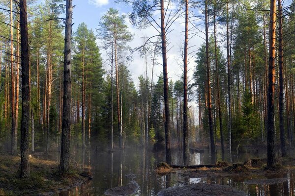 Trees in the forest in the water